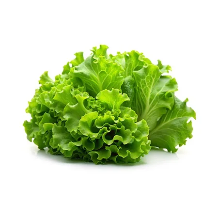 חסה לאליק קיסר ארוז