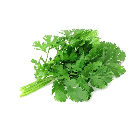 כוסברה ארוז כשר