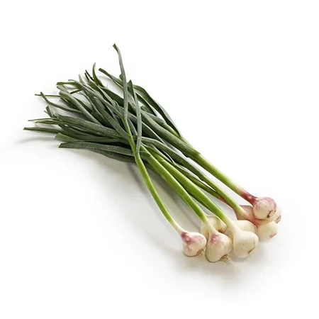 שום ירוק ישראלי טרי